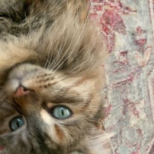 Meet your Posher, Jen